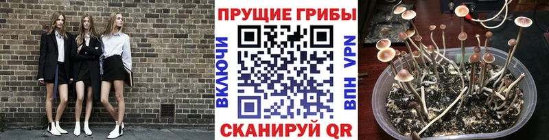Псилоцибиновые грибы Psilocybine cubensis  даркнет сайт  Ессентукская 